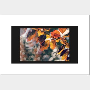 Copper Beech Warmth Posters and Art